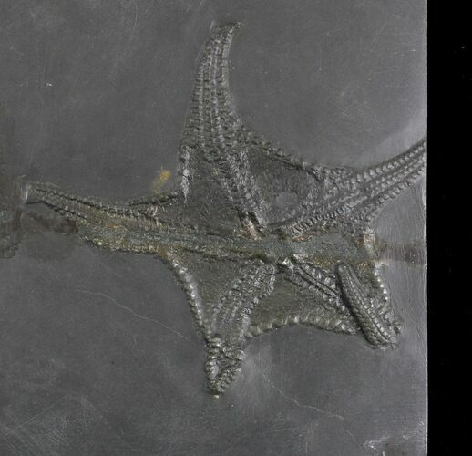 Rare Hunsrück Slate Brittle Star (Euzonosoma) - #28608